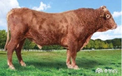 국가 보증씨수소 명칭 충남한우 확정