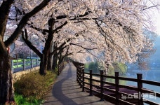 옥천 구읍  8㎞ 벚꽃 길, 이번 주말 절정