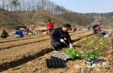 세종시 주말농장 잔여 텃밭, 5월 상순까지 분양