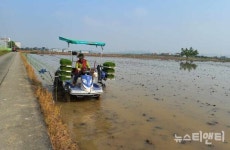 충남도 종자관리소, 종자 생산포장 모내기 실시