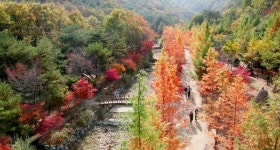반려동물과 함께 갈 수 있는 대전의 가을 명소 5선!
