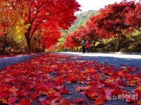 대둔산도립공원, 가을맞이 단풍 산책로 단장