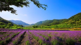 전남도, 라벤터 마을탄생 김선영 대표 6월 농촌융복합산업인 선정