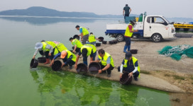 충남도, 동자개 등 토산어종 112만 마리 방류