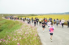 서산시, 2023 서산 코스모스 황금들녘 마라톤대회 성황리 마무리