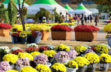 태안의 가을 태안국화축제 10월 27일 개막