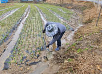 서천군, 잦은 강우 및 이상고온...월동작물 피해 우려
