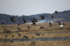 전 세계 흑두루미 70%...서산 천수만에  모였다