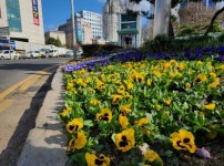 새봄 맞는 대전 중구, 봄꽃 식재로 아름다운 꽃도시 조성