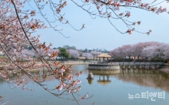 당진 꽃캉스, 벚꽃 명소 추천