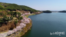 [포토] 예산 벚꽃길 지금 만개