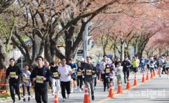 대전 동구, 2024 대청호 벚꽃길 마라톤대회 13일 개최