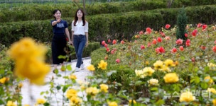 대전 동구, 대청호 장미전시회 31일 개최…향수 만들기 등 체험프로그램 풍성