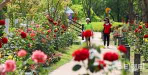 대전 동구, 첫 개최 2024년 대청호 장미전시회 성료