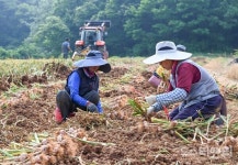 [포토] 달달하고 아삭한 홍성마늘 수확