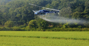 보령시, 벼 병해충 항공·공동방제 추진
