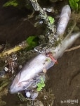 금산 후곤천 물고기 떼죽음...1500마리 건져내