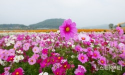 부여 구드래 억만송이 코스모스 장관