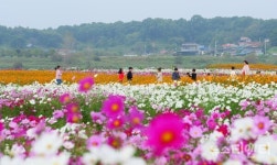 부여 구드래 억만송이 코스모스 장관