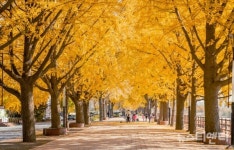 아산시 곡교천 은행나무길, 야생화 특화거리로 새 단장