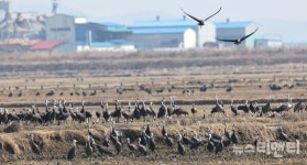 서산 천수만, 흑두루미 1만 1500여 마리 장관