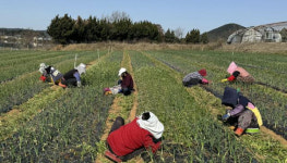 서산시, 역대 최대 규모 노인 일자리 사업 순항