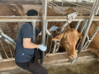 청양군, 구제역 긴급 일제 접종 추진