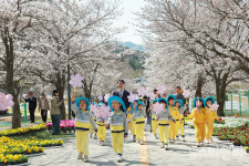 제3회 고창 벚꽃축제, 오는 6일까지 열려