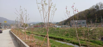 계룡시, 연산천 도로변 가로수 식재 조성 완료