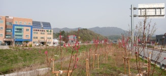 계룡시, 연산천 도로변 가로수 식재 조성 완료