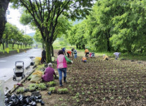 단양군, 꽃정원 가꾸기로 마을에 활기 더해