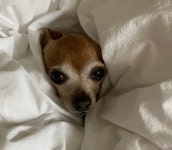 함께한 시간이 행복했길 바라며... 이민호, 16년 반려견 초코와 이별