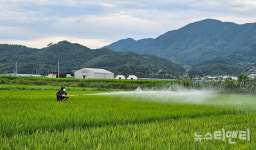 장수군 고온다습한 환경 지속, 벼 생육 후기 병해충 방제 철저히