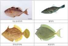 만지기만 해도 위험한 날개쥐치, 절대 손대지 마세요