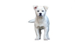 전북대 익산캠퍼스서 오는 27일 반려동물 한마당