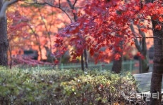 올가을엔 보령으로!… 성주산·오서산·청라 은행마을 3색 매력