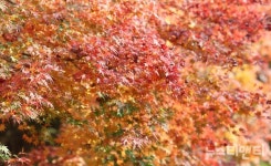 올가을엔 보령으로!… 성주산·오서산·청라 은행마을 3색 매력