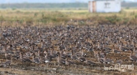 서산 천수만, 11월 주말 탐조투어 운영