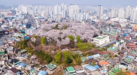 대전 중구, 테미근린공원·산서로 벚꽃길 등 봄꽃 명소 새 단장