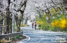대전 중구, 테미근린공원·산서로 벚꽃길 등 봄꽃 명소 새 단장