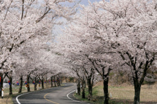 청양 왕벚나무 가로수길 장관…벚꽃 엔딩 명소