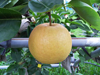 기후위험 시대 원예산업 돌파구는?