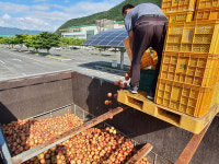 경주시-대구경북능금농협 경주지점, 사과 긴급 수매