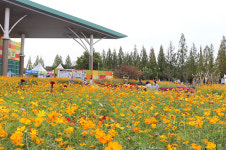 고양 화훼 직거래장터 개장