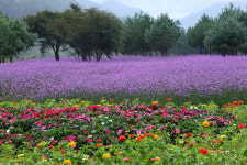 인제 용대관광지 가을 꽃축제 개최