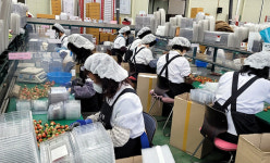 위기의 협동조합 판매사업만이 살 길 - 진주원예농협 공판장·하나로마트