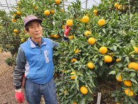 김춘섭 제주감귤농협 조합원