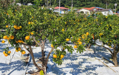 완도 노지감귤 다공질필름 토양피복 효과 입증