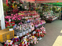 5월 특수 잃은 카네이션 농가 근심 깊어