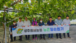 상주원예농협, 영농철 포도농가에서 부족한 일손 도와